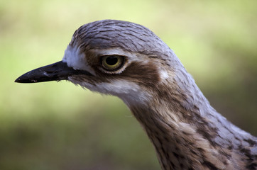 curlew