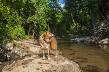 golden retriever dog
