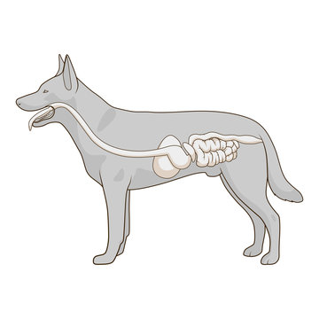 Digestive system of the dog vector illustration