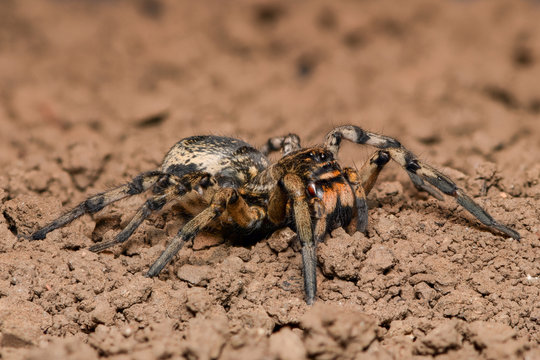 Wolf Spider in nature - side view