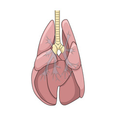 Lungs of the dog vector illustration