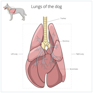 Lungs of the dog vector illustration