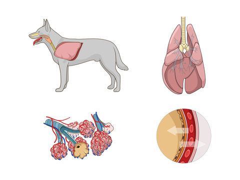 do dogs have lungs