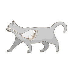 Respiratory system of the cat vector illustration