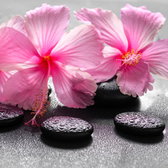 Fototapeta na wymiar beautiful spa background of pink hibiscus flowers on zen basalt
