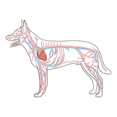 Vascular system of the dog vector illustration