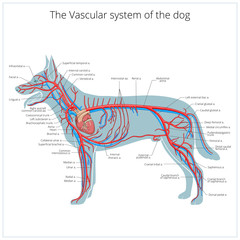 "circulatory System Of A Dog" photos, royalty-free images, graphics