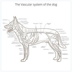 Search photos "cardiovascular system of the dog"