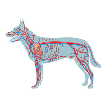 Vascular system of the dog vector illustration