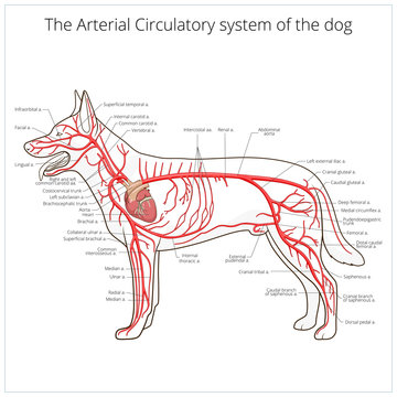 Arterial circulatory system of the dog vector