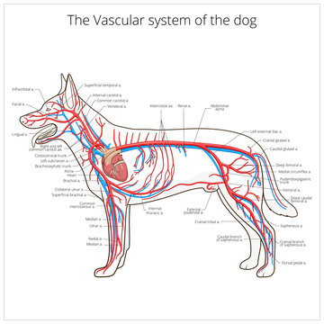 Vascular system of the dog vector illustration