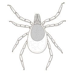 tick mite insect vector illustration