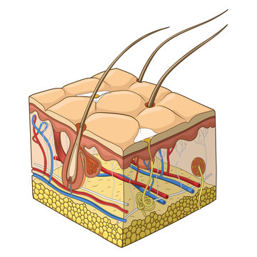 Skin structure vector illustration
