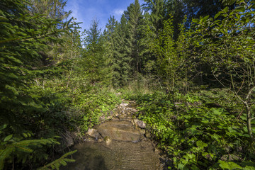 Fototapeta na wymiar Summer landscape pine forest in the Carpathians