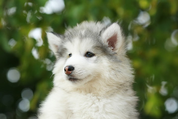 portrait of a white Malamute puppy