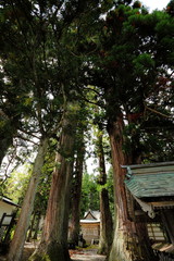 Fototapeta premium 雨降宮嶺方諏訪神社の大木