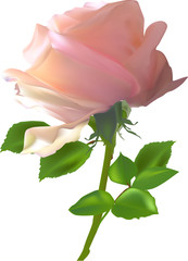 single isolated light pink rose bloom