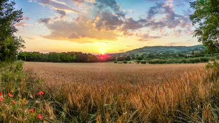 Beautiful harvest field near Assisi at sunset, Umbria, Italy - obrazy, fototapety, plakaty