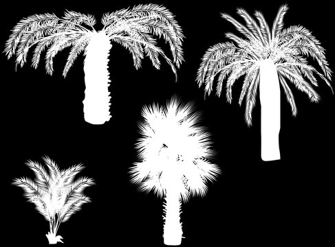 four palm silhouettes isolated on black