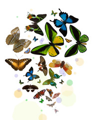 large group of bright butterflies on white