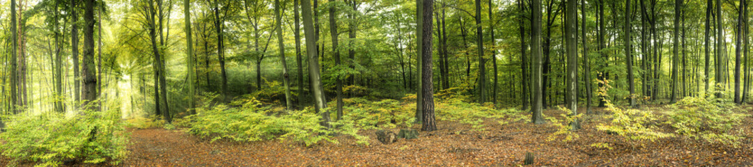 Wald mit Sonnenstrahlen, Panorama