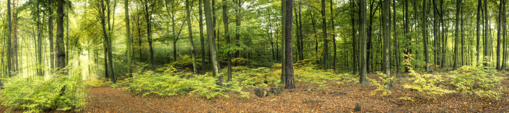Fototapeta Wald mit Sonnenstrahlen, Panorama