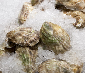 Oysters on ice for sale