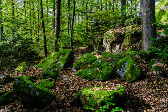 Fototapeta Beautiful turf covered stones with green moss in magic forest