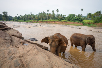 Fototapeta na wymiar The Elephants bathing in the river.