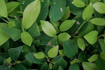 Fototapeta na wymiar Conservation of environment concept. Green leaf texture.