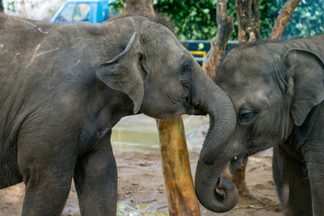 Two baby elephant.