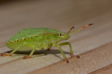Larve der grünen Stinkwanze