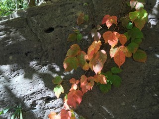 Virginia Creeper fall color, at Niagara Gorge limestone escarpment 