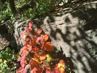 Virginia Creeper fall color, at Niagara Gorge limestone escarpment 