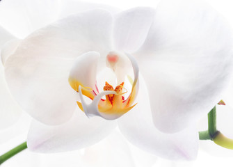 Naklejka na ściany i meble Beautiful White Orchid Flower. close up
