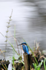 水辺のカワセミ