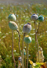 Poppy field with  unripe poppy-heads
ripe opium poppy head
