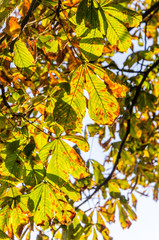 Herbstlaub im Sonnenlicht
