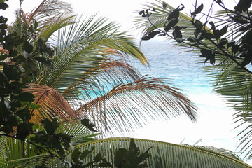 Obraz premium Palm leaves on a background of blue sea, Seychelles