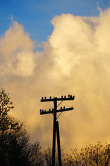 old and abandoned utility pole