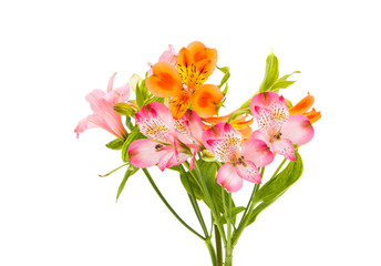 Alstroemeria flowers