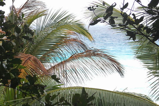 Palm leaves on a background of blue sea, Seychelles