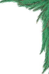 Obraz premium Green fir tree branch frame
