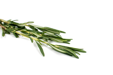 Fototapeta premium Fresh green sprig of rosemary