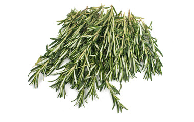 Fresh green sprig of rosemary