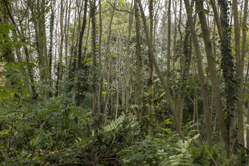 piante in una foresta