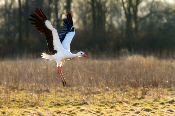 Beautiful White stork (Ciconia ciconia) at sunset in spring in the Netherlands