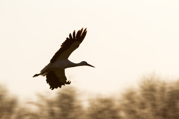Beautiful White stork (Ciconia ciconia) at sunset in spring in the Netherlands
