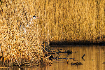 Grey Heron (Ardea cinerea) camouflaged in the reed at sunset in the Netherlands