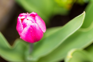 Top view of a beautiful pink Tulip flower